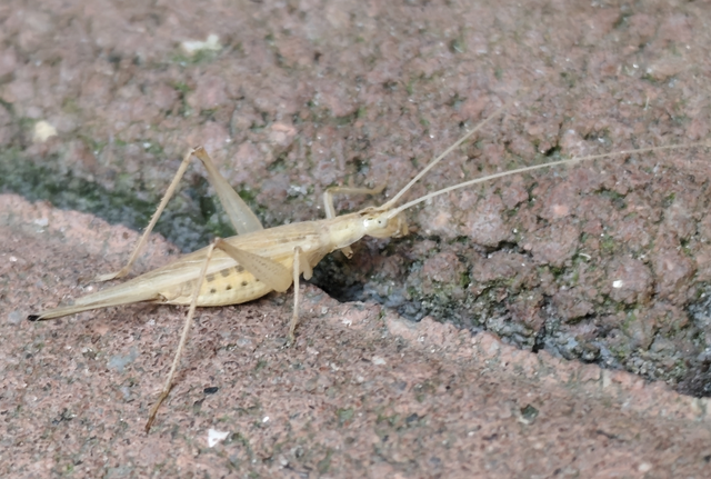Oecanthus pellucens - pirregőtücsök