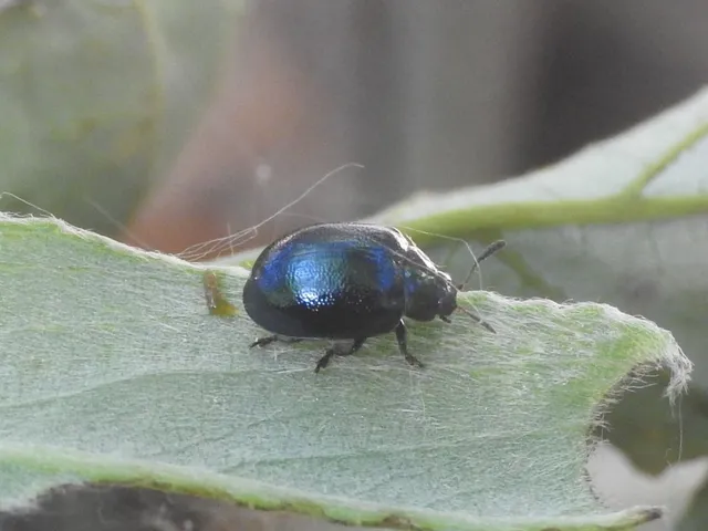 Plagiodera versicolora - törpe fűzlevelész
