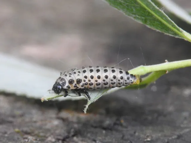 Chrysomela vigintipunctata - húszfoltos fűzlevelész