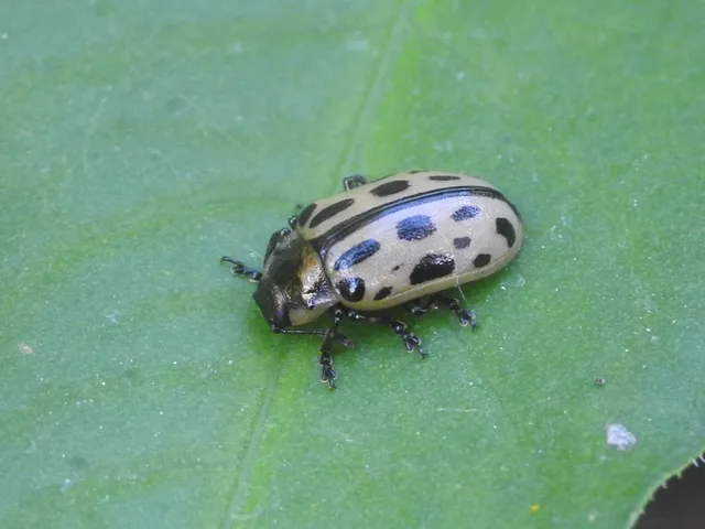 Chrysomela vigintipunctata - húszfoltos fűzlevelész