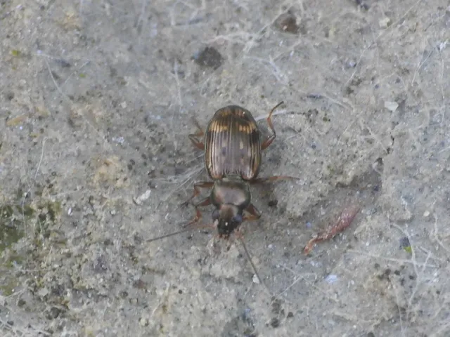 Bembidion varium - rajzos gyorsfutó