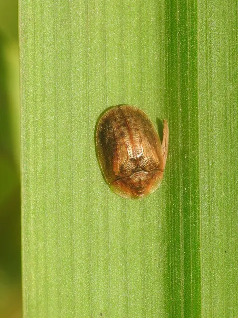 Hypocassida