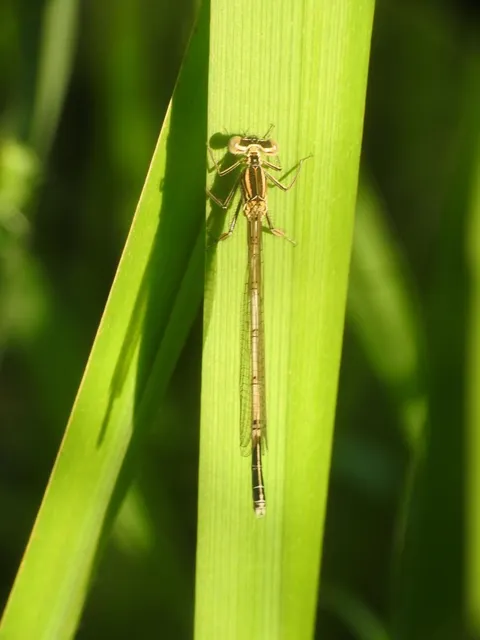 Platycnemis pennipes - széleslábú szitakötő