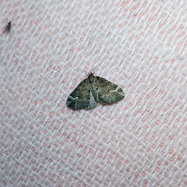 Perizoma lugdunaria - rövidsávos araszoló