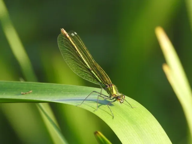 Calopteryx splendens - sávos szitakötő