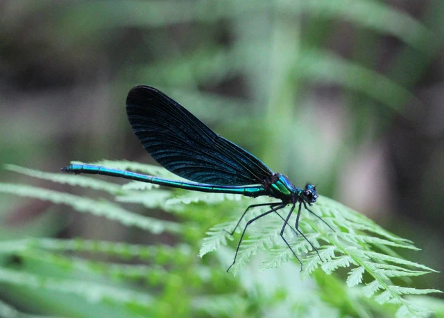 Calopteryx virgo - kisasszony-szitakötő