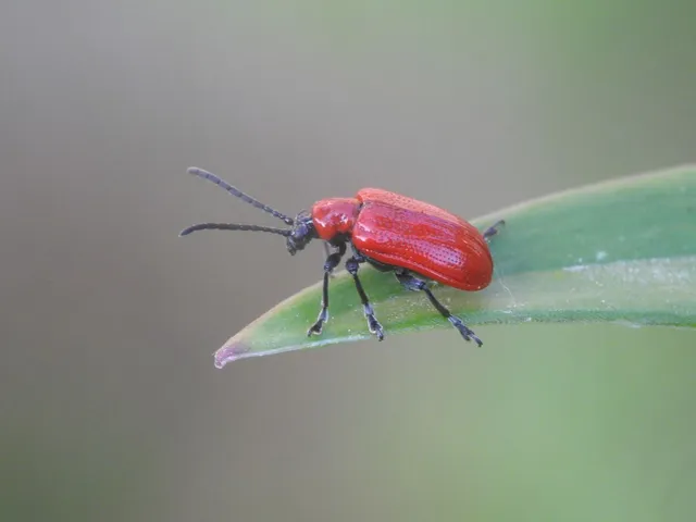 Lilioceris lilii - közönséges liliombogár Lilioceris lilii - közönséges liliombogár