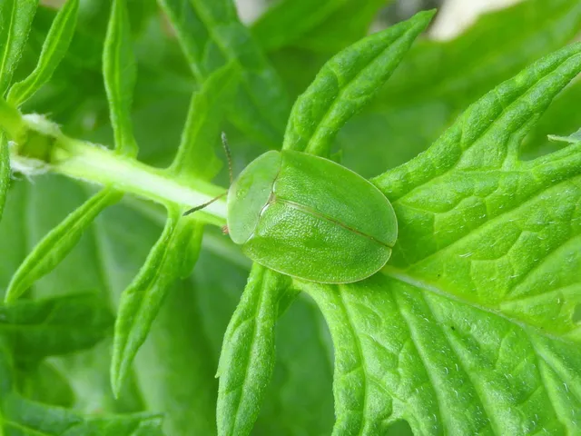 Cassida viridis - zöld pajzsbogár Cassida viridis - zöld pajzsbogár