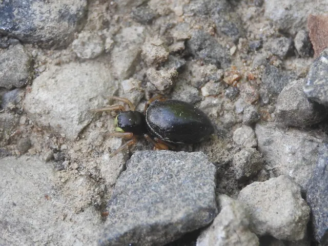 Heliophanus