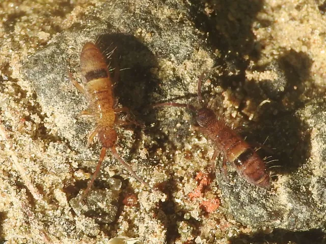 Collembola - Ugróvillások
