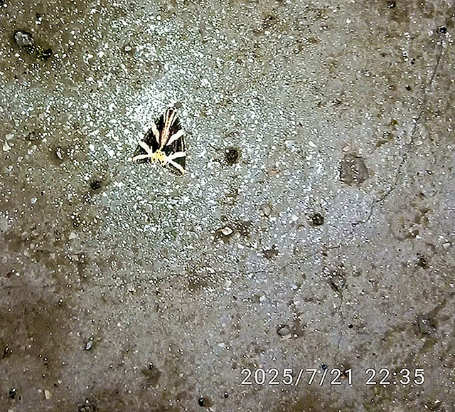 Euplagia quadripunctaria - csíkos medvelepke
