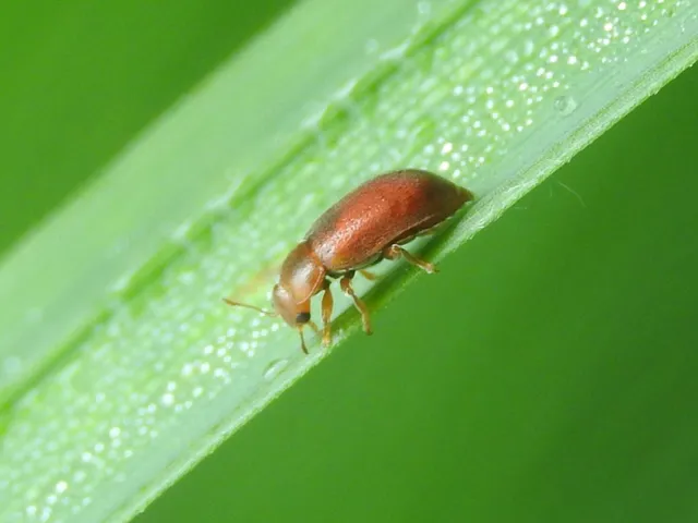 Coccidula rufa - nádi félböde
