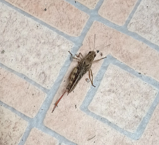 Calliptamus italicus - olaszsáska
