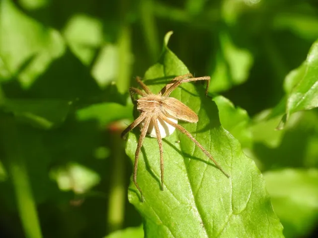 Pisaura mirabilis - csodáspók