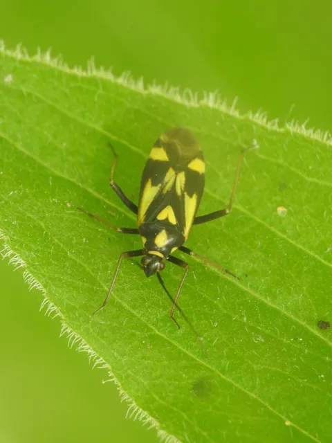 Grypocoris sexguttatus - hatpettyes díszpoloska Grypocoris sexguttatus - hatpettyes díszpoloska