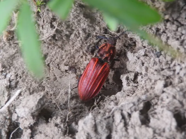 Anostirus purpureus - tűzvörös pattanó