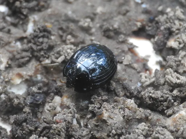 Histeridae - sutabogárfélék