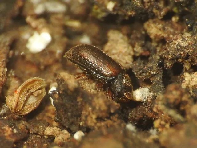 Ciidae - taplószúfélék Ciidae - taplószúfélék