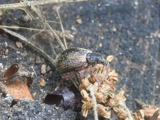Phyllobius