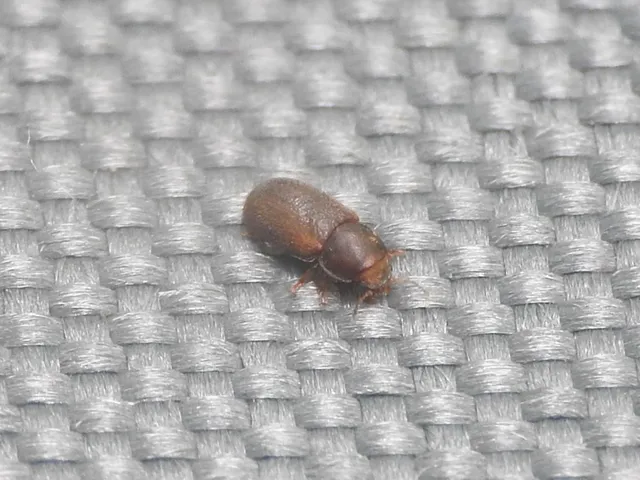 Ciidae - taplószúfélék Ciidae - taplószúfélék