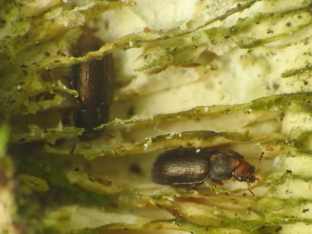Ciidae - taplószúfélék Ciidae - taplószúfélék