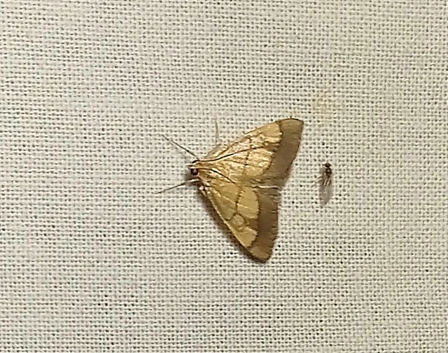 Evergestis limbata - közönséges dudvamoly