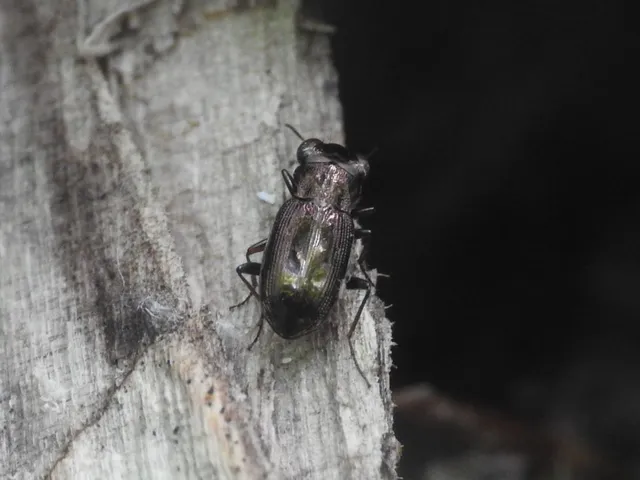 Notiophilus rufipes - vöröslábú szemesfutó