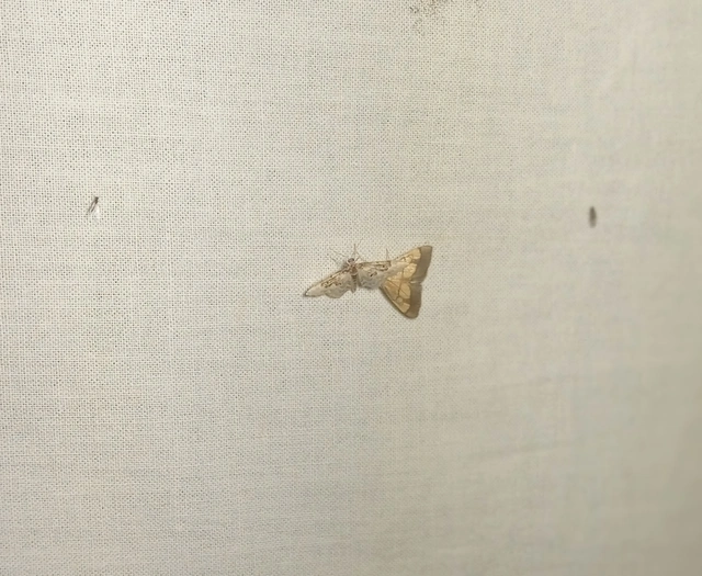 Idaea rusticata - tarka apróaraszoló