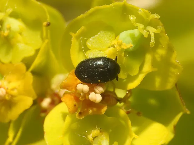 Phradonoma villosulum - pusztai porva