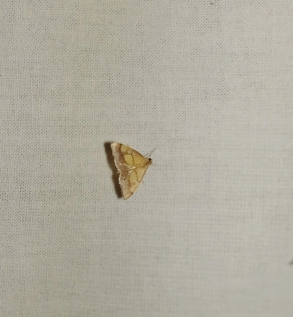 Evergestis limbata - közönséges dudvamoly
