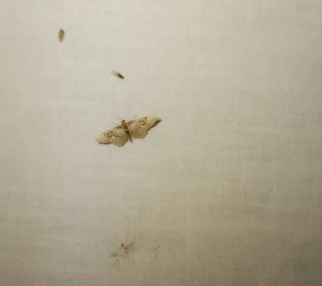 Idaea rusticata - tarka apróaraszoló
