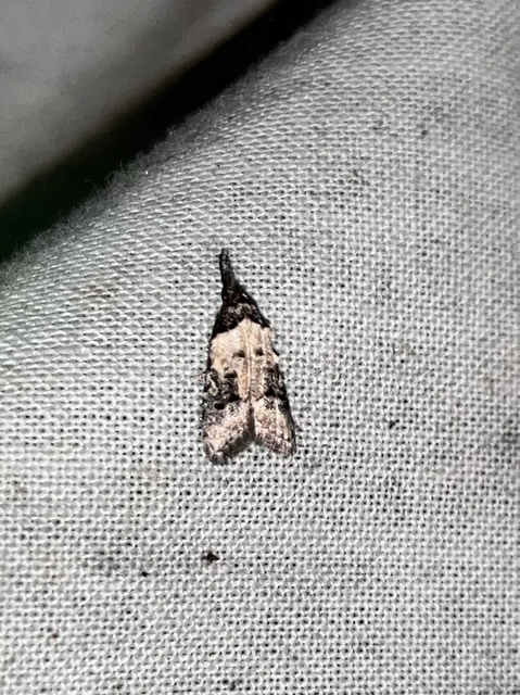 Carposina scirrhosella - közönséges csipkebogyómoly