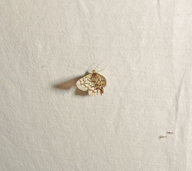 Chiasmia clathrata - rácsos rétiaraszoló