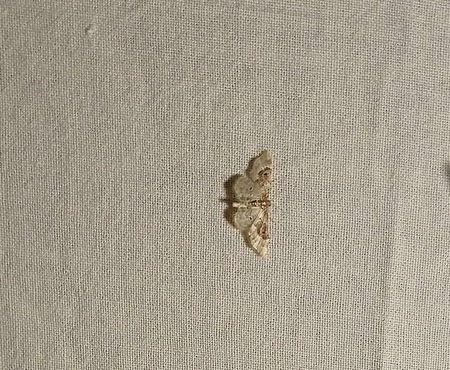 Idaea rusticata - tarka apróaraszoló