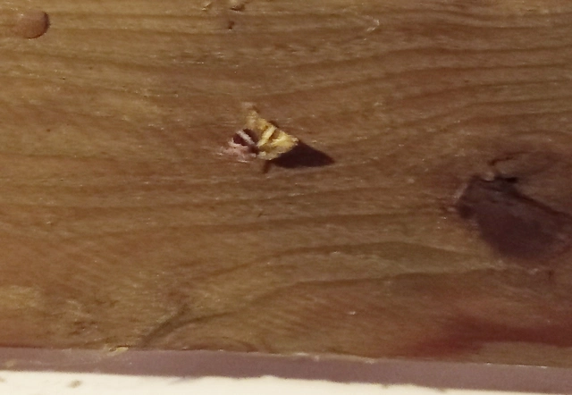 tölgy-porcelánbagoly - Prodotis stolida