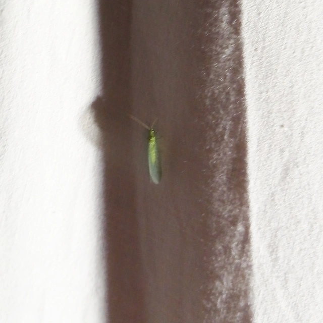 Chrysopidae - zöldfátyolkák