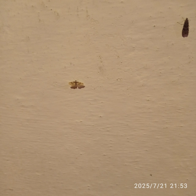 Idaea rusticata - tarka apróaraszoló