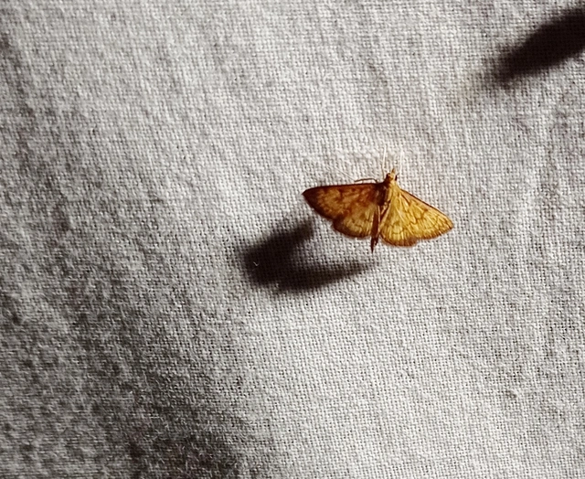 Ecpyrrhorrhoe rubiginalis - rozsdavörös tűzmoly