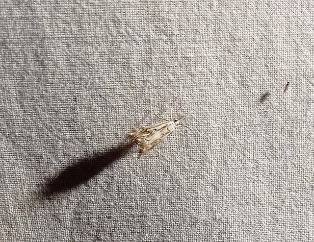 Catoptria falsella - hálós fűgyökérmoly