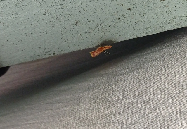 Idaea muricata - mocsári pirosaraszoló