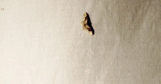 Idaea rusticata - tarka apróaraszoló