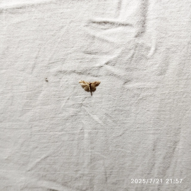 Idaea rusticata - tarka apróaraszoló