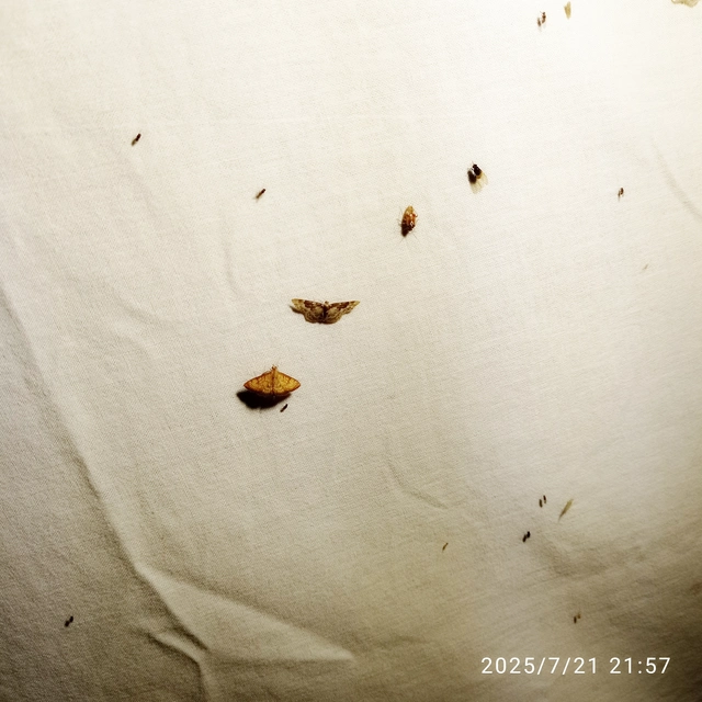Idaea rusticata - tarka apróaraszoló