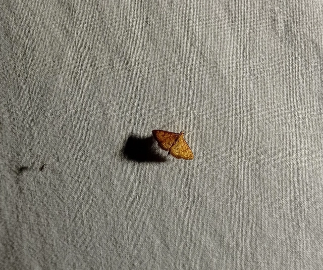 Ecpyrrhorrhoe rubiginalis - rozsdavörös tűzmoly