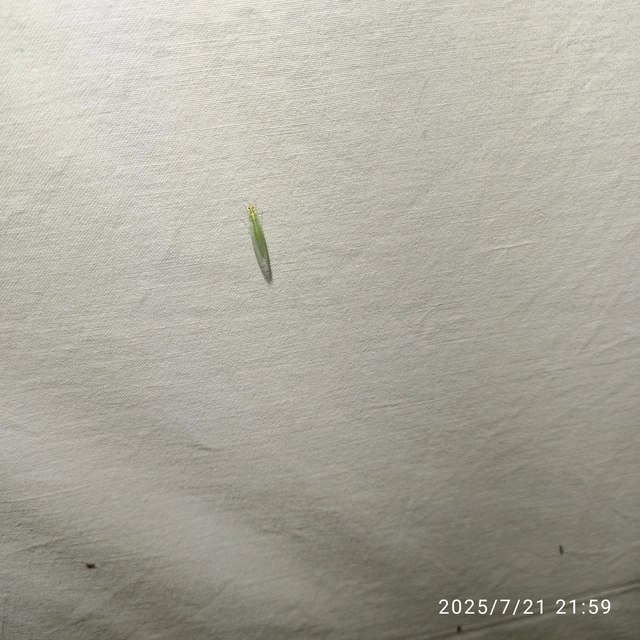 Chrysopidae - zöldfátyolkák