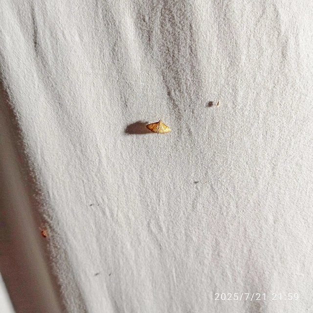 Ecpyrrhorrhoe rubiginalis - rozsdavörös tűzmoly