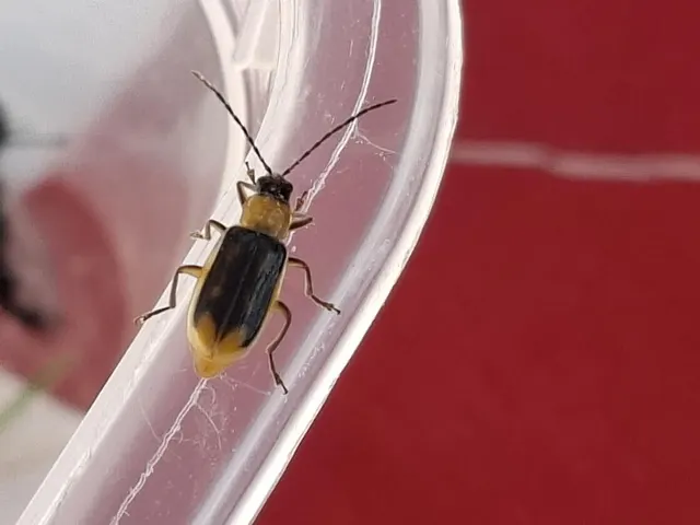 Diabrotica virgifera - amerikai kukoricabogár