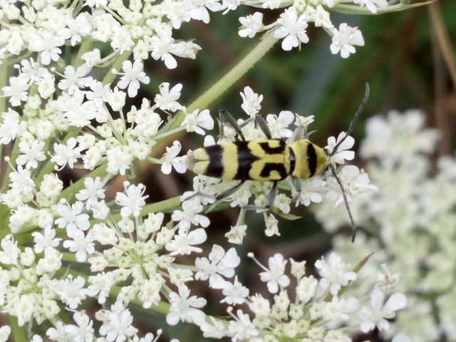 Chlorophorus varius - díszes darázscincér Chlorophorus varius - díszes darázscincér
