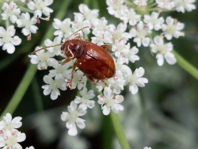 Neocrepidodera
