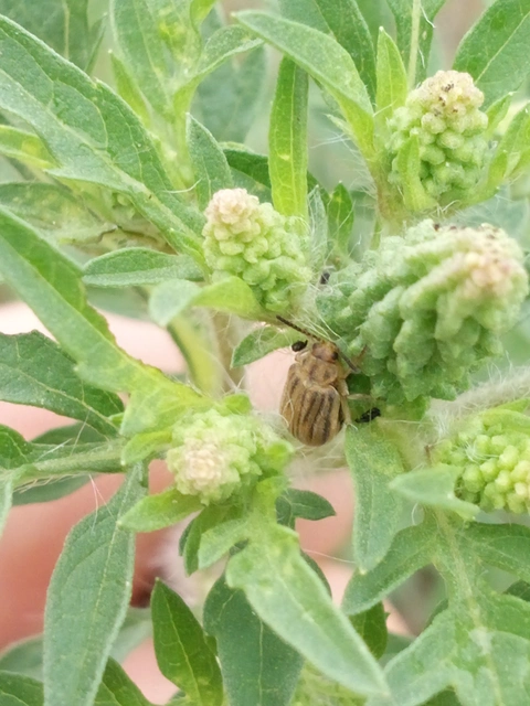 Ophraella communa - parlagfű-olajosbogár